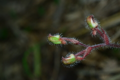 Odontochilus elwesii
