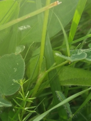 Trifolium medium