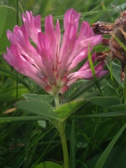Trifolium medium