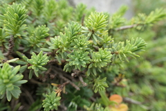 Thymelaea tinctoria