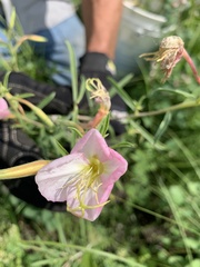 Oenothera nuttallii