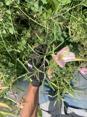 Oenothera nuttallii