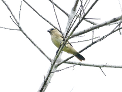Sporophila nigricollis