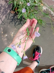 Lactuca tatarica