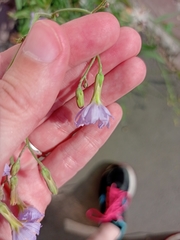 Lactuca tatarica