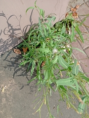 Lactuca tatarica