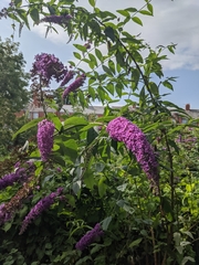 Buddleja davidii