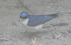 Hirundo dimidiata