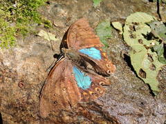 Archaeoprepona chromus chromus