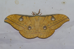 Antheraea frithi