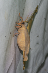 Antheraea frithi