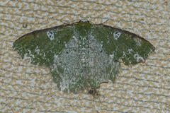 Eucyclodes albisparsa