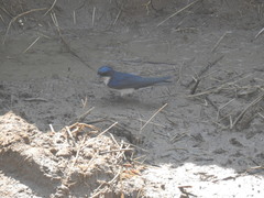 Hirundo dimidiata