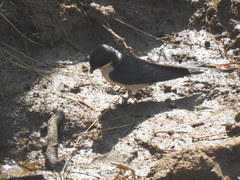 Hirundo dimidiata