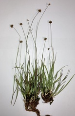 Juncus filipendulus