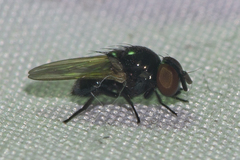 Silba