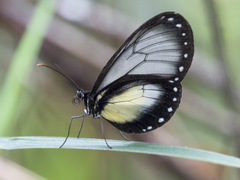 Hyalyris coeno coeno