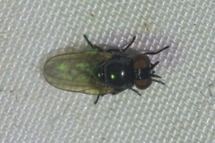 Silba