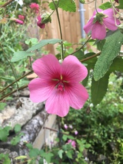 Pavonia lasiopetala