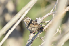 Melospiza lincolnii