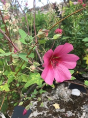Pavonia lasiopetala