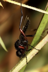 Bibio pomonae