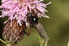 Bibio pomonae