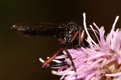 Bibio pomonae