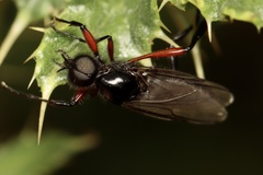 Bibio pomonae