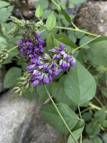 iNaturalist observation photo of large leatherroot