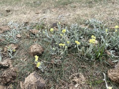 Helichrysum arenarium