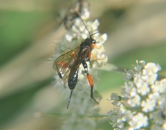 Phaenolobus terebrator