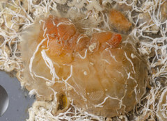 Pyuridae