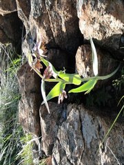 Fritillaria affinis affinis