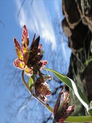 Fritillaria affinis affinis