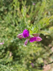 Polygala myrtifolia