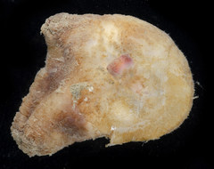 Pyuridae