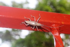 Neoptychodes trilineatus