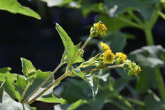 Smallanthus maculatus