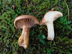 Chroogomphus rutilus