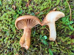 Chroogomphus rutilus