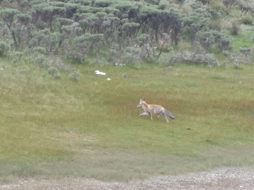 Red Fox