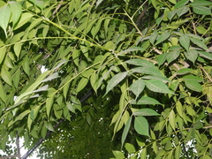 Lannea coromandelica