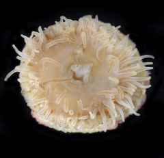 Anthopleura buddemeieri