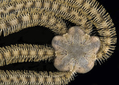 Macrophiothrix