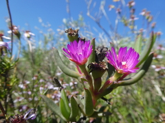 Ruschia diversifolia
