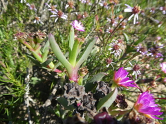 Ruschia diversifolia