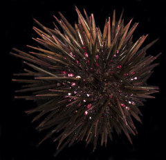 Heliocidaris crassispina