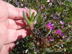 Ruschia diversifolia