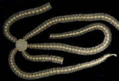 Macrophiothrix